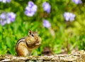 Cute eastern chipmunk stuffing its cheeks