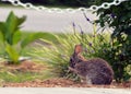 Cute Eastern Cotton Tail Rabbit