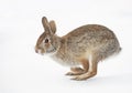 A cute Eastern cottontail rabbit hopping in the snow in a winter forest. Royalty Free Stock Photo