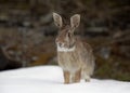 A cute Eastern cottontail rabbit sitting in the snow in a winter forest. Royalty Free Stock Photo