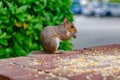 Cute eastern gray squirrel eating scattered corn kernels on a brick ledge Royalty Free Stock Photo