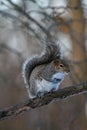 Cute Eastern Gray Squirrel Posing on Branch- Sciurus carolinensis Royalty Free Stock Photo