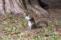 A cute eastern gray squirrel Sciurus carolinensis, also known as the grey squirrel Royalty Free Stock Photo