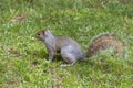 A cute eastern gray squirrel Sciurus carolinensis, also known as the grey squirrel Royalty Free Stock Photo