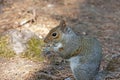 A cute eastern gray squirrel Sciurus carolinensis, also known as the grey squirrel Royalty Free Stock Photo