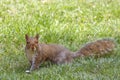 A cute eastern gray squirrel Sciurus carolinensis, also known as the grey squirrel Royalty Free Stock Photo