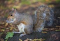 Cute Eastern gray squirrel, sciurus carolinensis, with bright black eyes and fluffy tail sitting and eating peanut in