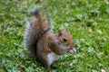 Cute Eastern gray squirrel, sciurus carolinensis, with bright black eyes and fluffy tail sitting and eating peanut in Royalty Free Stock Photo