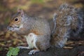 Cute Eastern gray squirrel, sciurus carolinensis, with bright black eyes and fluffy tail sitting and eating peanut in Royalty Free Stock Photo