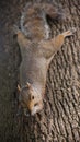 Cute Eastern gray squirrel, sciurus carolinensis, hanging upside down on a tree trunk and holding peanut in paws Royalty Free Stock Photo