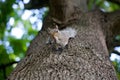 Cute Eastern gray squirrel, sciurus carolinensis, hanging upside down on a tree trunk and holding peanut in paws Royalty Free Stock Photo