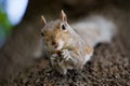 Cute Eastern gray squirrel, sciurus carolinensis, hanging upside down on a tree trunk and holding peanut in paws Royalty Free Stock Photo