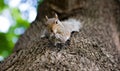 Cute Eastern gray squirrel, sciurus carolinensis, hanging upside down on a tree trunk and holding peanut in paws Royalty Free Stock Photo