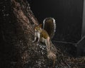 Cute eastern gray squirrel on a tree branch, holding a nut in its mouth Royalty Free Stock Photo