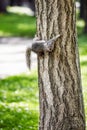 Eastern gray tree squirrel holding to a tree Royalty Free Stock Photo