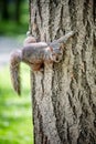 Eastern gray tree squirrel holding to a tree Royalty Free Stock Photo