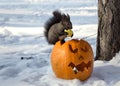 Cute eastern grey squirrell sitting on the Halloween pumpkin