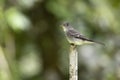 Cute Eastern wood Pewee (Contopus virens) perched on a tree stump