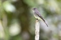 Cute Eastern wood Pewee (Contopus virens) perched on a tree stump