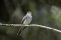 Cute Eastern wood Pewee (Contopus virens) perched on a tree stump