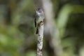 Cute Eastern wood Pewee (Contopus virens) perched on a tree stump