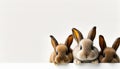 Cute eater bunnies on bright background