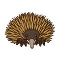 Cute echidna flat color vector illustration on white