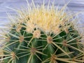 Cute Echinocactus grusonii golden barrel cactus closeup view Royalty Free Stock Photo