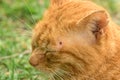 Red cat lies relaxed in the grass and has a tick over the eye on the head