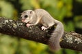 Cute Edible dormouse, Glis glis on the branch Royalty Free Stock Photo