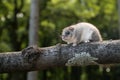 Cute Edible dormouse, Glis glis on the branch Royalty Free Stock Photo