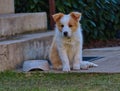 Cute Ee Red Border Collie Puppy Sitting next to Bowl in the Garden Royalty Free Stock Photo