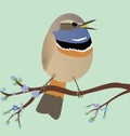 Cute egg shaped Bluethroat singing a song