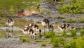 Cute egyptian goose chicks look for food in puddle