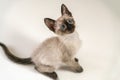 Cute eight weeks young Siamese kitten. Portrait of purebred thai cat with blue eyes sitting on white background. Close up Concepts Royalty Free Stock Photo