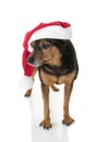 CUTE ELDERLY SMALL PINSCHER DOG WEARING A RED SANTA CHRISTMAS HA Royalty Free Stock Photo