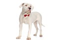 Cute elegant american bulldog dog wearing red bowtie and looking to side