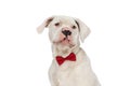 Cute elegant american bulldog puppy with red bowtie looking away