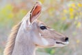 Cute elegant Kudu female head close up and portrait. Wildlife Safari in the Kruger National Park, the main travel destination in S