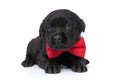 Cute elegant labrador retriever puppy wearing bowtie and laying down Royalty Free Stock Photo