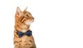 A cute red cat sits in a bow tie on a white background Royalty Free Stock Photo
