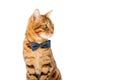 A cute red cat sits in a bow tie on a white background Royalty Free Stock Photo