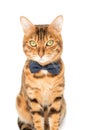 A cute red cat sits in a bow tie on a white background Royalty Free Stock Photo