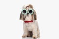 cute elegant shih tzu dog with sunglasses and red bowtie sitting Royalty Free Stock Photo