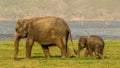 Cute elephant baby and mother