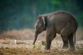 A cute elephant baby tusker portrait Royalty Free Stock Photo