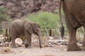 Cute Elephant Calf behind Elephant Cow