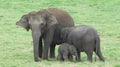 A cute elephant family in Sri lanka Royalty Free Stock Photo