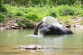 Cute elephant is playing water in canal