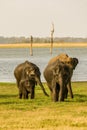 Cute elephants family with kids